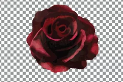 Watercolor bridal flowers on summer berry colors clip art Product Image 23