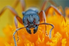 Intricate Ant forest insect macro. Generate Ai Product Image 1
