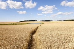 path in the field Product Image 1