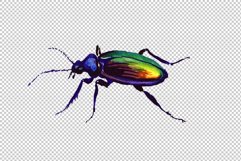 May beetle ordinary watercolor png Product Image 2