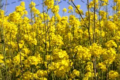 rapeseed in the field Product Image 1