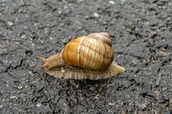 Big garden snail in shell crawling on wet road hurry home Product Image 21