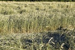 yellowing wheat in summer Product Image 1