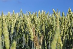 Field with cereal Product Image 1