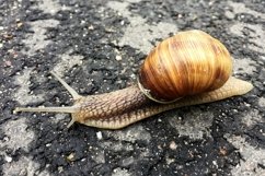Big garden snail in shell crawling on wet road hurry home Product Image 16