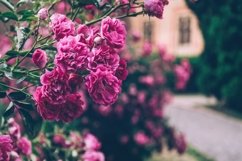 Blooming roses in an old English park Product Image 1