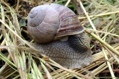 Big garden snail in shell crawling on wet road hurry home Product Image 18