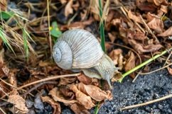 Big garden snail in shell crawling on wet road hurry home Product Image 3