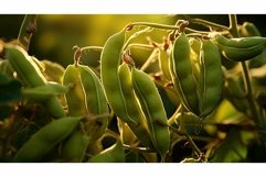 growth agriculture soy Product Image 1