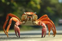 Majestic crab crossing the road Product Image 1