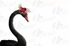Black swan and white swan with burgundy floral crown graphic Product Image 3