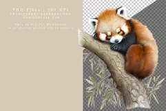 Red panda clipart, Animals clipart, Watercolor clipart Product Image 4