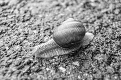 Big garden snail in shell crawling on wet road hurry home Product Image 28