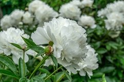 Big white peony flowers photos Product Image 3