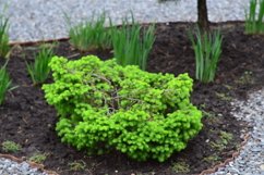 blooming flowers in the garden Product Image 1