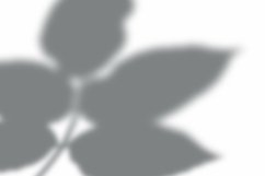 Leaves Shadow Overlay Effect Mockup Product Image 2