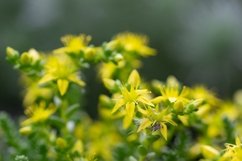 Stock Photo - Bright flower close-up on a summer day Product Image 1