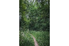 Stock Photo - Landscape summer day in the forest. Product Image 1