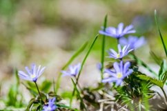 Close up of anemone flowers in the meadow Product Image 1