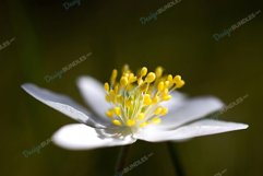 Close-Up Of Flowers Product Image 1