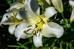 Fine wild growing flower on background meadow Product Image 1
