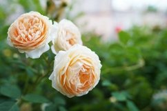 Beautiful rose flowers grow together in a green bush Product Image 1