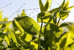 young tree foliage Product Image 1