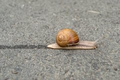 Big garden snail in shell crawling on wet road hurry home Product Image 5