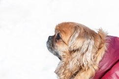 Small little Pekingese dog in winter Product Image 1