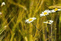 flowering plant, close-up Product Image 1