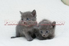 Stock Photo - Little kittens at home on a plaid. Product Image 1