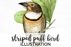 Bird Clipart Vintage Product Image 1