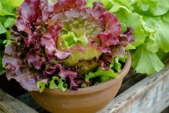 Fresh mixed lettuce in terracotta pot Product Image 1