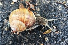 Big garden snail in shell crawling on wet road hurry home Product Image 27