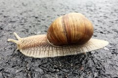 Big garden snail in shell crawling on wet road hurry home Product Image 14