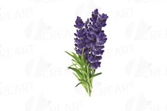 Lavender leaves and bouquets watercolor clip art pack Product Image 9