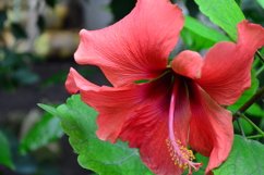 blooming flowers in the garden Product Image 1
