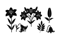 Hand Drawn Lily Floral Clipart For Crafts Product Image 3