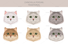 Chinchilla Persian. Traditional type Product Image 5