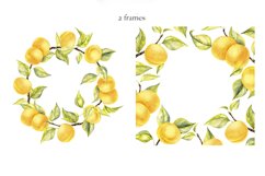 Watercolor Apricots Product Image 7