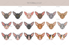 Peterbald cat Product Image 5