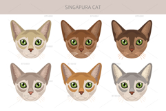 Singapura cat Product Image 5