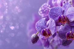 Purple orchids with dew drops on their petals Product Image 1
