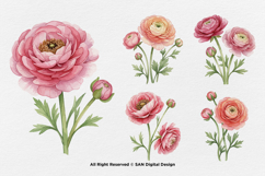 15 Bundle Watercolor Ranunculus Flower Blossom Botanical Product Image 6