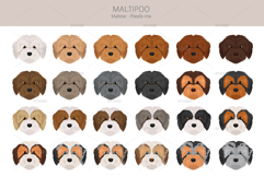 Maltipoo, Maltese Poodle mix Product Image 5