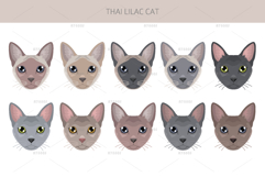 Thai Lilac cat Product Image 5