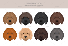Newfypoo Newfoundland/Poodle mix Product Image 5