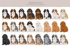 Bernedoodle dog mix Product Image 4