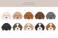 Cockachon. Cocker Spaniel Bichon mix Product Image 5