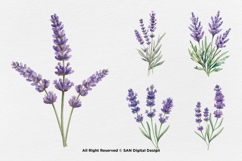 15 Bundle Watercolor Lavender Flower Purple Rustic Vintage Product Image 6